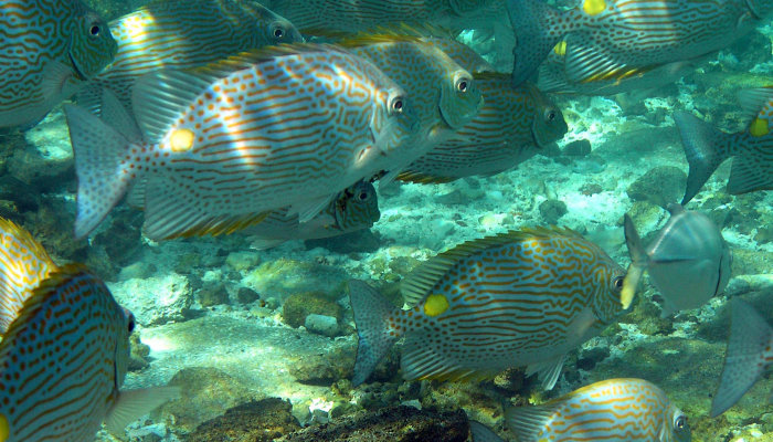 Yellow Spotted Snapper
